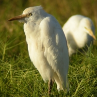 Czapla złotawa - Bubulcus ibis - Western Cattle Egret