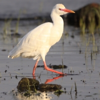 Czapla złotawa - Bubulcus ibis - Western Cattle Egret