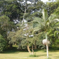 Ogród botaniczny w Entebe