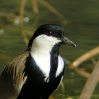 Czajka szponiasta - Vanellus spinosus - Spur-winged Lapwing