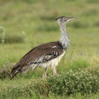 Drop olbrzymi - Ardeotis kori - Kori Bustard