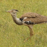 Drop olbrzymi - Ardeotis kori - Kori Bustard