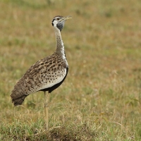 Dropik czarnobrzuchy - Lissotis melanogaster - Black-bellied Bustard