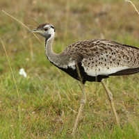 Dropik czarnobrzuchy - Lissotis melanogaster - Black-bellied Bustard
