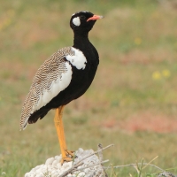 Dropik jasnoskrzydły - Afrotis afraoides - White-quilled Bustard