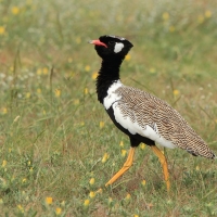 Dropik jasnoskrzydły - Afrotis afraoides - White-quilled Bustard