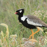 Dropik jasnoskrzydły - Afrotis afraoides - White-quilled Bustard