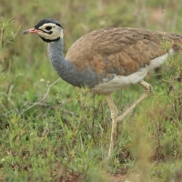 Dropik senegalski - Eupodotis senegalensis - White-bellied Bustard