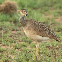 Dropik senegalski - Eupodotis senegalensis - White-bellied Bustard