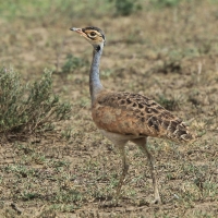 Dropik senegalski - Eupodotis senegalensis - White-bellied Bustard