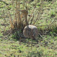 Dropik bladoczuby - Lophotis gindiana - Buff-crested Bustard
