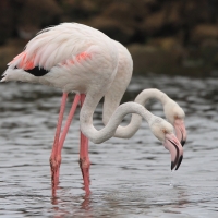 Flaming różowy - Phoenicopterus roseus - Greater Flamingo