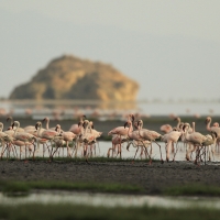 Flaming mały - Phoeniconaias minor - Lesser Flamingo