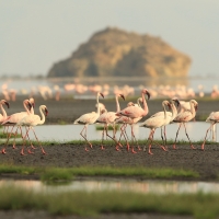 Flaming mały - Phoeniconaias minor - Lesser Flamingo