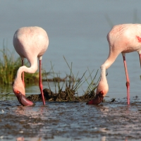Flaming mały - Phoeniconaias minor - Lesser Flamingo