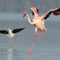 Flaming mały - Phoeniconaias minor - Lesser Flamingo