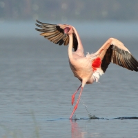 Flaming mały - Phoeniconaias minor - Lesser Flamingo