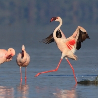 Flaming mały - Phoeniconaias minor - Lesser Flamingo