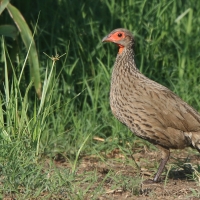 Szponiastonóg brunatny - Pternistis swainsonii - Swainson's Francolin