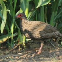 Szponiastonóg brunatny - Pternistis swainsonii - Swainson's Francolin