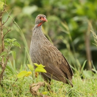 Szponiastonóg czerwonogardły - Pternistis afer - Red-necked Spurfowl