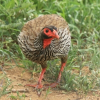 Szponiastonóg czerwonogardły - Pternistis afer - Red-necked Spurfowl