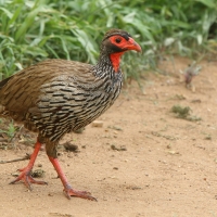 Szponiastonóg czerwonogardły - Pternistis afer - Red-necked Spurfowl