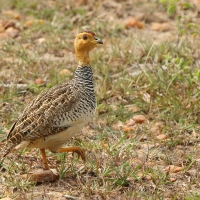Frankolin jasnogłowy - Peliperdix coqui  - Coqui Francolin