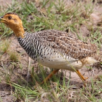 Frankolin jasnogłowy - Peliperdix coqui  - Coqui Francolin