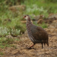 Szponiastonóg kenijski - Pternistis jacksoni - Jackson's Francolin