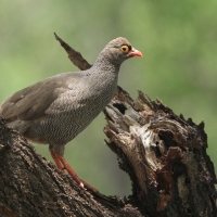 Szponiastonóg krasnodzioby - Pternistis adspersus - Red-billed Francolin