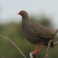 Szponiastonóg krasnodzioby - Pternistis adspersus - Red-billed Francolin