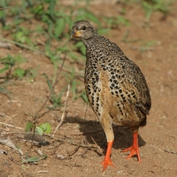 Szponiastonóg nadobny - Pternistis hildebrandti - Hildebrandt's Francolin