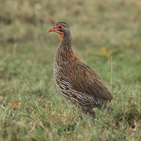 Szponiastonóg smugowany - Pternistis rufopictus - Grey-breasted Spurfowl