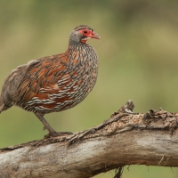 Szponiastonóg smugowany - Pternistis rufopictus - Grey-breasted Spurfowl