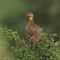 Szponiastonóg żółtogardły - Pternistis leucoscepus - Yellow-necked Spurfowl