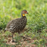 Szponiastonóg żółtogardły - Pternistis leucoscepus - Yellow-necked Spurfowl