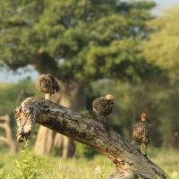 Szponiastonóg żółtogardły - Pternistis leucoscepus - Yellow-necked Spurfowl