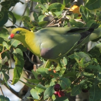 Treron krasnonosy - Treron calvus - African Green Pigeon