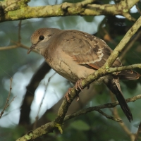 Turkaweczka zielonoplamkowa -Turtur chalcospilos -Emerald-spotted Wood Dove