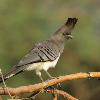 Hałaśnik białobrzuchy - Criniferoides leucogaster - White-bellied Go-away-bird