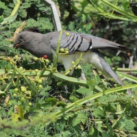 Hałaśnik białobrzuchy - Criniferoides leucogaster - White-bellied Go-away-bird