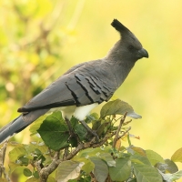 Hałaśnik białobrzuchy - Criniferoides leucogaster - White-bellied Go-away-bird