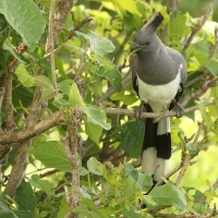 Hałaśnik białobrzuchy - Criniferoides leucogaster - White-bellied Go-away-bird