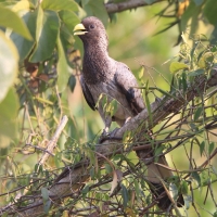 Hałaśnik bury - Crinifer zonurus - Eastern Grey Plantain-eater