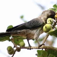 Hałaśnik kreskowany - Crinifer piscator - Western Grey Plantain-eater