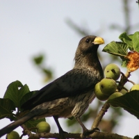 Hałaśnik kreskowany - Crinifer piscator - Western Grey Plantain-eater