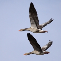 Gęgawa - Anser anser - Greylag Goose