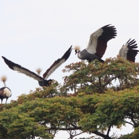 Koronnik szary - Balearica regulorum - Grey Crowned Crane