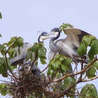 Czapla czarnogłowa - Ardea melanocephala - Black-headed Heron